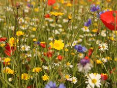 A Colorful Wildflower Garden