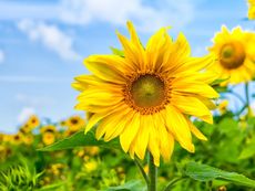 Field Of Sunflowers