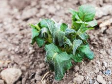 Plant Wilted With Frost