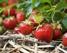 zone 8 strawberry