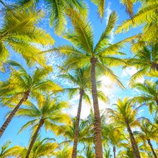 palm trees against blue sky and sunshine