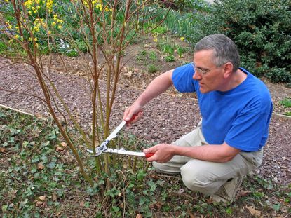 A Man Trimming A Dogweed Tree Branch