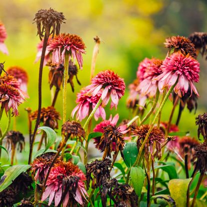 Brown and wilting heat-stressed plants and flowers