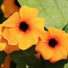 Flowers on a black eyed susan vine