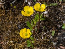 Buttercup Plants