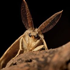 Spongy Moth