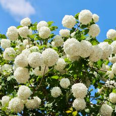 white flowering viburnum in summer sunshine