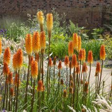 Red hot poker flowers