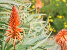 A bright orange aloe flower