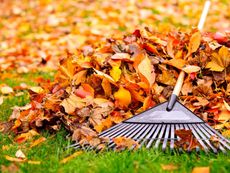 Rake Next To Pile Of Orange Leaves