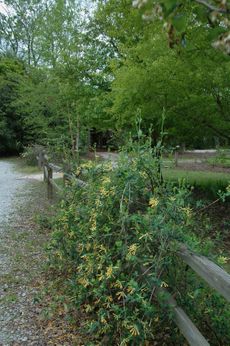 Honeysuckle Plants