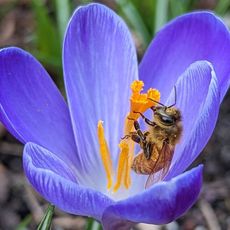 A bee on a crocus flower