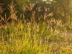 Windmill Grass