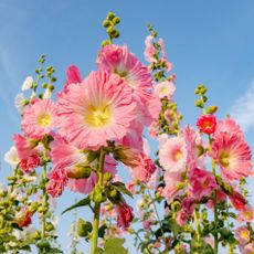 hollyhock plants in full bloom in summer border