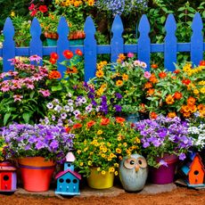 containers of flowers growing near a blue fence