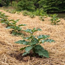 Eggplants growing under mulch