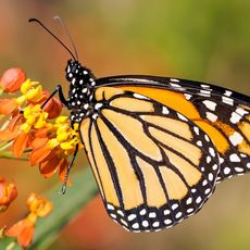 A monarch butterfly on a flower