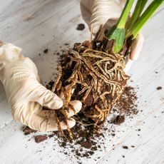 Examining orchid roots with suspected root rot