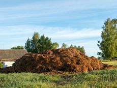 A Large Pile Of Green Manure Cover Crop