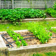 A drip irrigation system in a raised bed