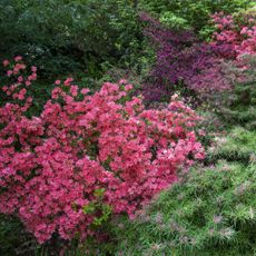 Azalea bushes growing in the shade