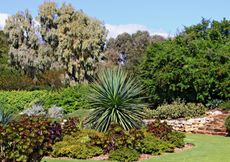 Beautiful Green Plant Garden Full Of Shrubs