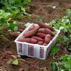 Basket of sweet potatoes sits on ground amongst vines