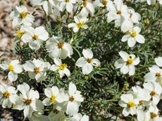 White Flowered Plant