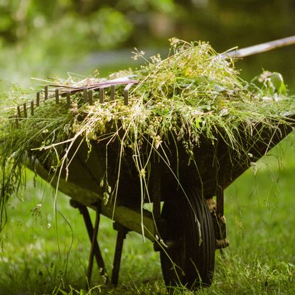 Wheelbarrow full of weeds with a rake sitting on top