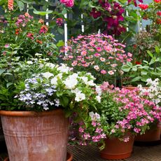 containers of flowers blooming in backyard