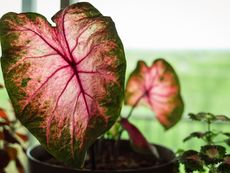 Potted Caladium Plants