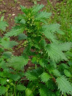 Green Burning Nettle Plant