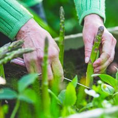 Harvesting asparagus from large container