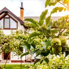 Apple trees in front yard of house