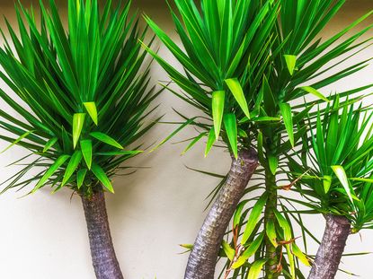 yucca plants in large indoor containers